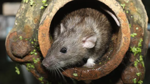 Yorkshire pest control in winter