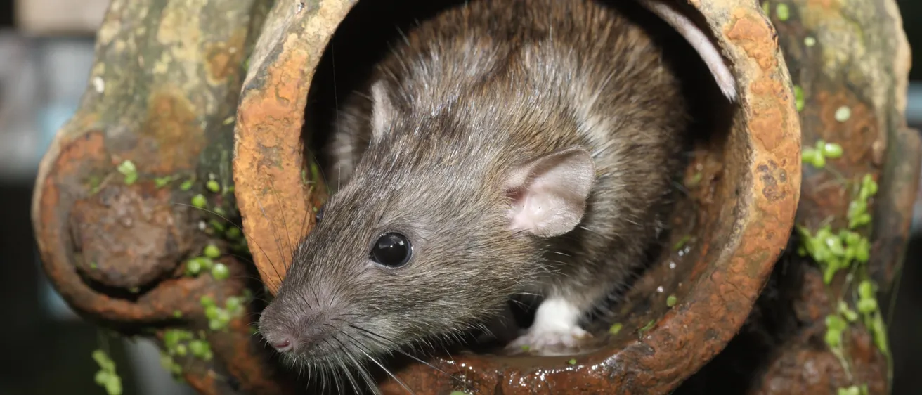 Yorkshire pest control in winter