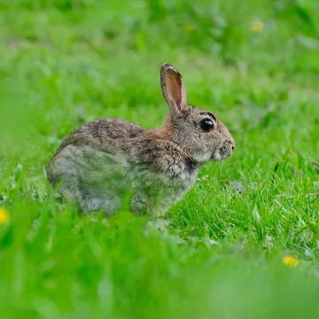 Bawcro Pest Control technician implementing rabbit management strategies on agricultural land to protect crops and infrastructure