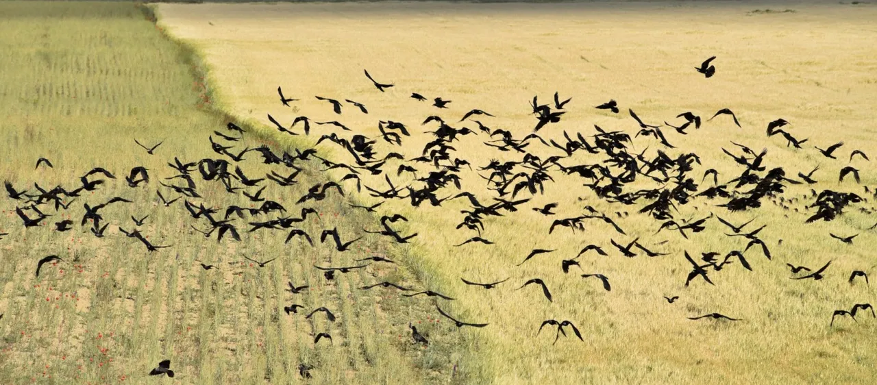 Crows in flight over the wheat field