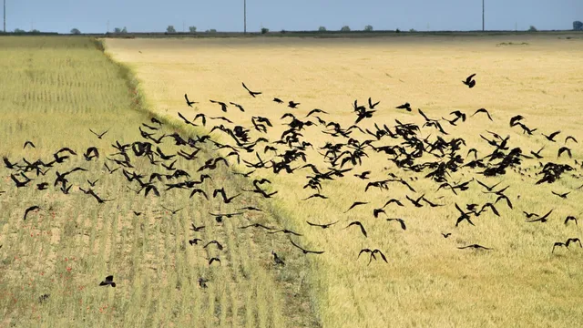 Crows in flight over the wheat field
