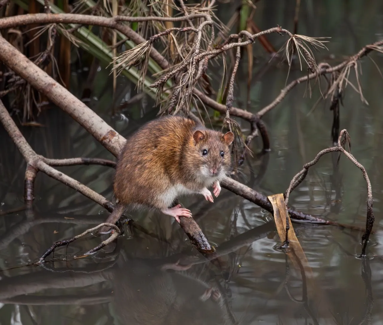 Close-up of a Brown Rat, commonly found in UK farms, highlighting the importance of effective pest control to prevent damage to crops and infrastructure