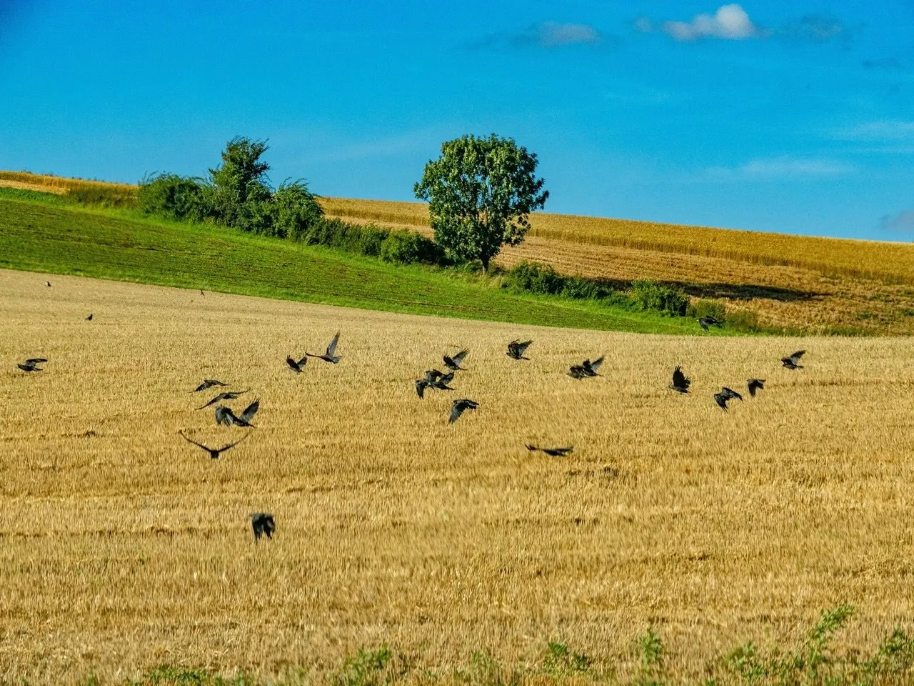 Bawcro Pest Control technician assessing crow activity on a Yorkshire farm, employing humane strategies to protect crops and livestock