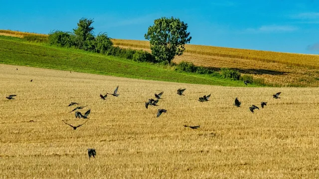 Bawcro Pest Control technician assessing crow activity on a Yorkshire farm, employing humane strategies to protect crops and livestock