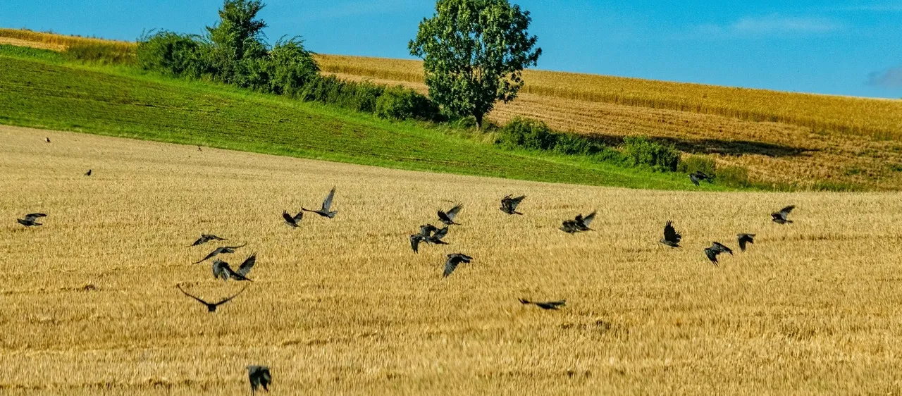 Bawcro Pest Control technician assessing crow activity on a Yorkshire farm, employing humane strategies to protect crops and livestock