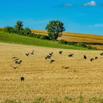 Bawcro Pest Control technician assessing crow activity on a Yorkshire farm, employing humane strategies to protect crops and livestock
